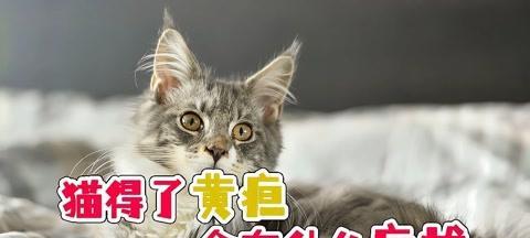 猫咪黄疸的原因、症状、治疗方法以及预防措施（了解猫咪黄疸，避免疾病的发生）