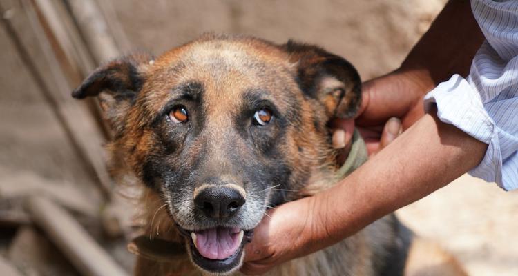 牧羊犬肚子有积水是什么症状？（了解牧羊犬肚子积水的症状及治疗方法）