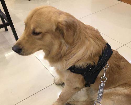 普通大金毛犬母犬价格分析（以宠物为主，买卖双方注意事项）