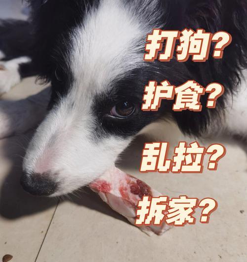 狗狗第二针疫苗忘记打了怎么办？（宠物免疫接种的重要性及后续措施）