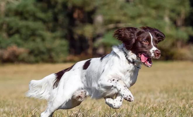 饲养英国史宾格犬的全面指南（打造健康快乐的宠物生活）