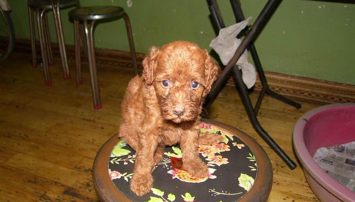 泰迪犬打疫苗过敏问题全解析（针对泰迪犬打疫苗过敏的原因、症状、处理方法详解）