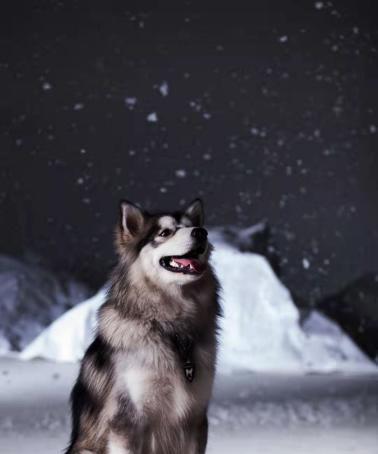 如何训练你的阿拉斯加雪橇犬（打造一只忠诚、听话的雪橇犬）