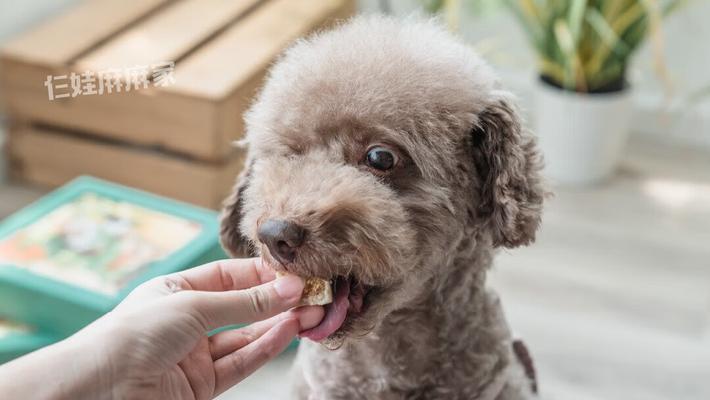 狗狗误食月饼怎么办（宠物误食月饼后的症状及急救措施）