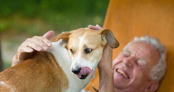 宠物医生详解心脏病犬的繁殖问题（宠物医生详解心脏病犬的繁殖问题）