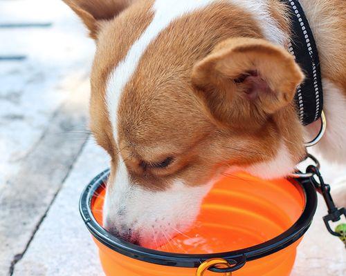 如何让家中爱犬不再乱叫