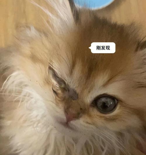 猫咪眼屎治疗方法大揭秘（以宠物为主）