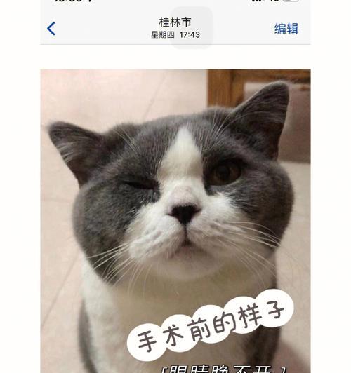 猫咪眼睑内翻的治疗方法探究（宠物猫咪眼疾如何处理）