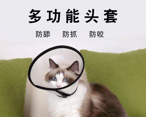 如何正确教育猫咪咬人行为（以宠物为主）