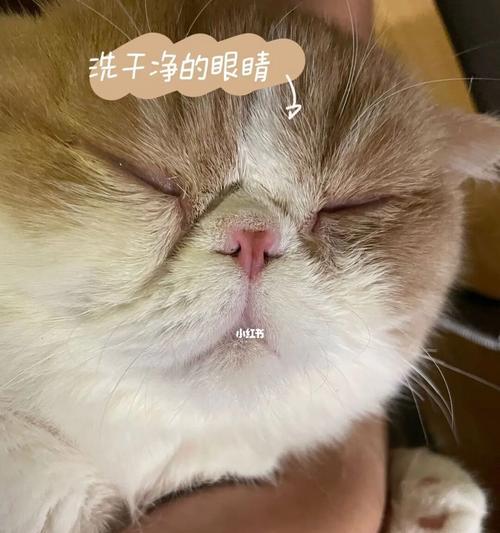 猫咪常常打醒如何解决（避免宠物不良习惯）