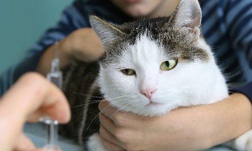 宠物疫苗注射地点详解（以猫咪为例）