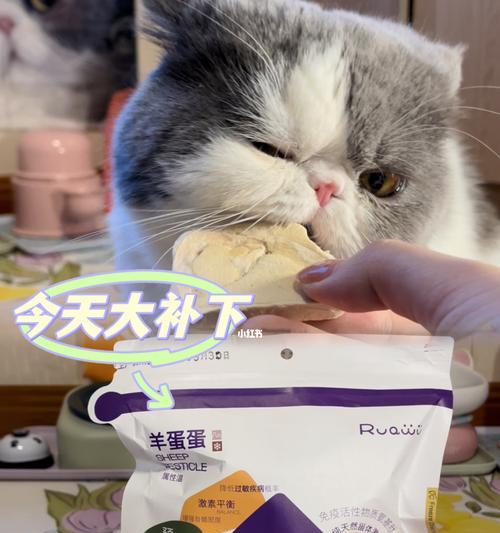 宠物猫饮食的关键（宠物猫饮食的关键）