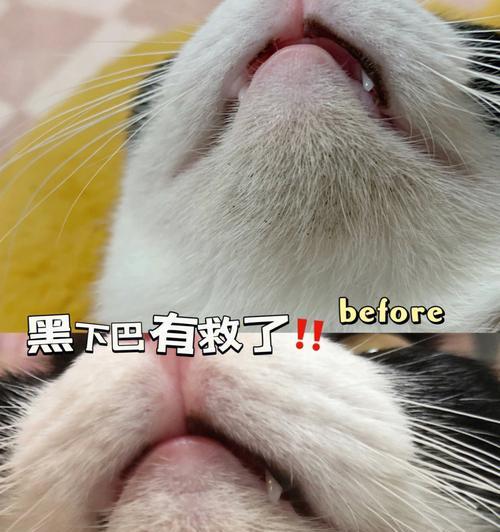 猫咪总舔都秃了——揭秘猫咪舔毛的真相（以宠物为主）