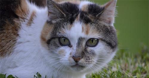 猫咪癫痫引发后腿麻痹，如何治疗（宠物猫咪发生癫痫的原因与治疗方法）