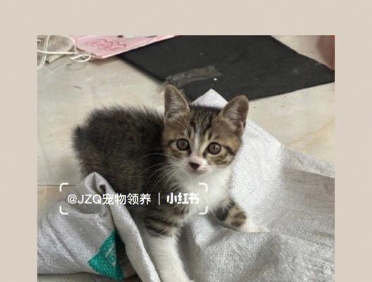 没满月小猫的大便问题（如何处理小猫大便和预防相关问题）