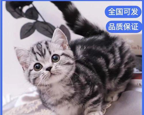 探寻美短猫咪毛褪色之谜（从宠物主人角度剖析变化原因）