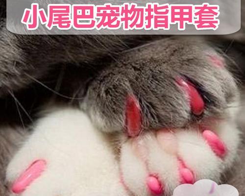 美甲工作室里的可爱猫咪（以宠物为主的美甲工作室生活）