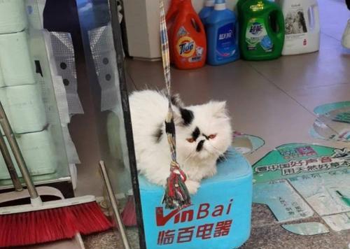 猫咪被门夹到尾巴怎么办（宠物照顾小技巧）