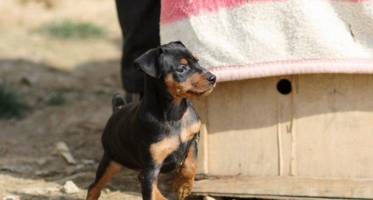 小鹿犬和迷你杜宾的区别（了解宠物犬种的特点）