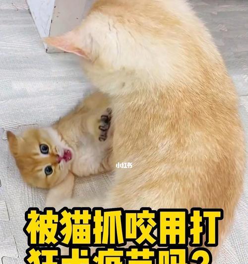 小猫被狗咬情绪激动，如何安抚宠物情绪（以爱宠为主）