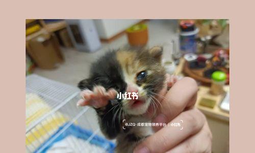 小猫长牙该如何喂养（宠物食谱推荐）