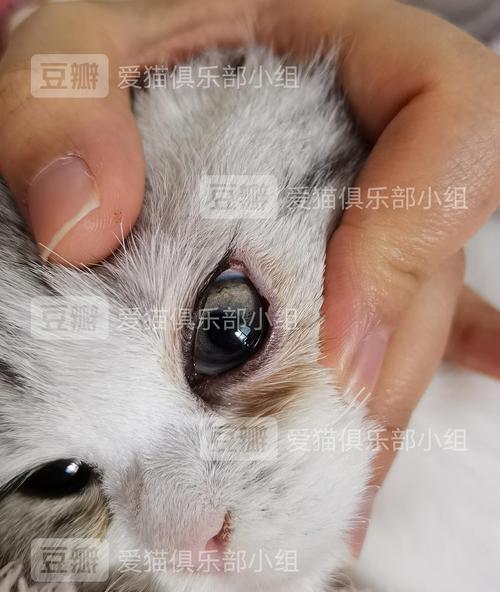 小猫第三眼睑外露症状的原因、治疗与预防（以宠物为主）