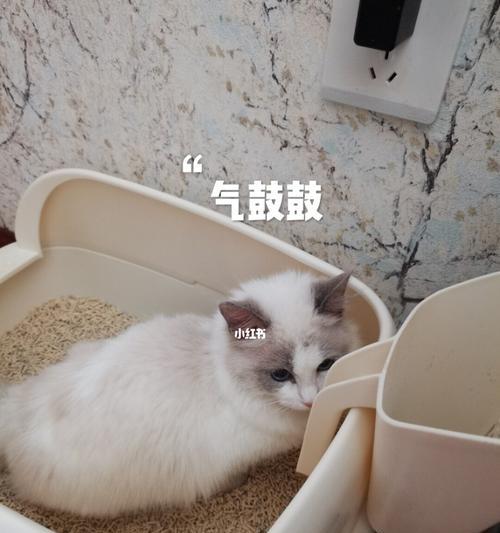 小猫为什么肚子总是鼓鼓的（探究宠物猫肚子鼓鼓的原因及解决方法）