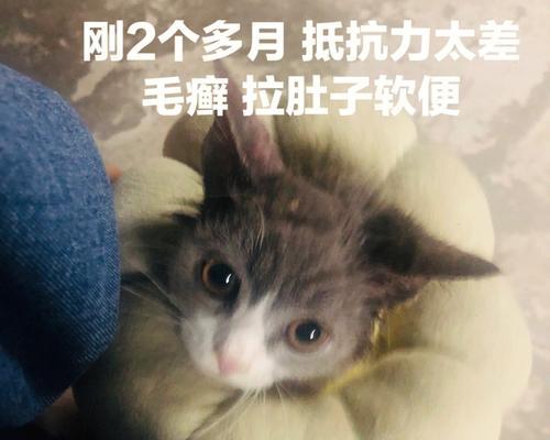 小猫肚子上的硬块——宠物健康警告（如何预防和治疗宠物肿瘤？关注宠物健康）