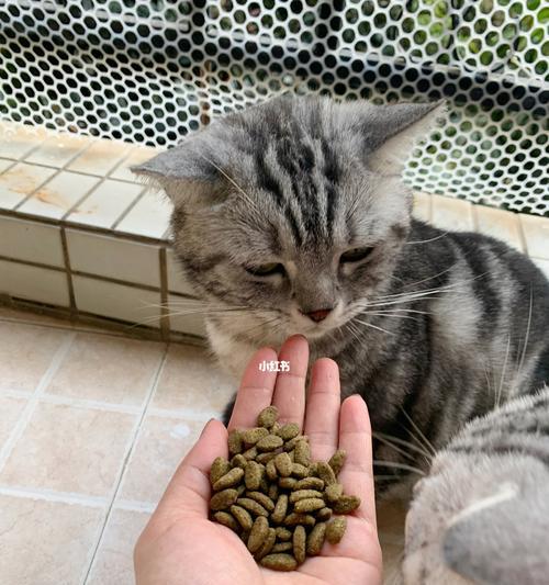 小猫喝奶粉的时间和方法（宠物猫的奶粉喂养技巧）