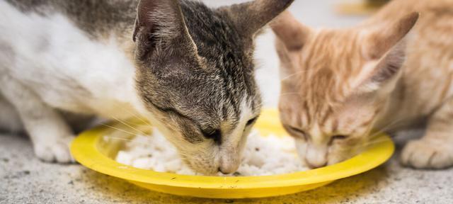 宠物小猫何时开始喂粮食（小猫的饮食需求与注意事项）