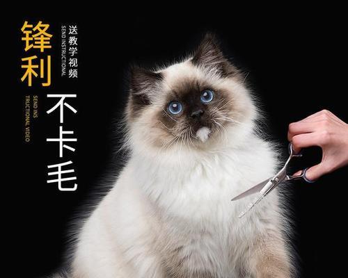 探秘小猫耳朵后面的黑黑（揭秘小猫的神秘之处——耳后黑斑）