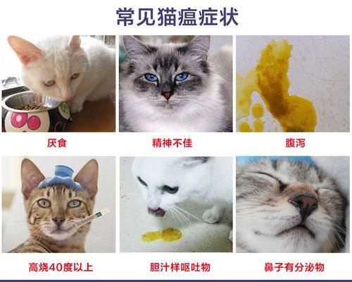 小猫发烧的症状（宠物主人必看的猫咪养护技巧）