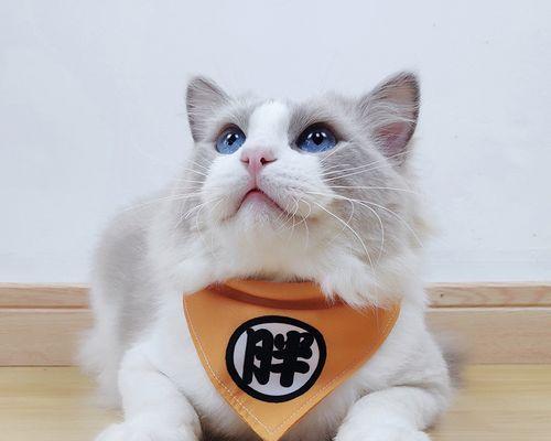 小猫和大猫的饭量区别及正常饮食量（以宠物为主）