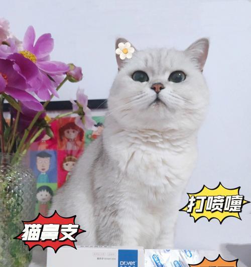 宠物小猫感冒怎么办（药物治疗是的选择）