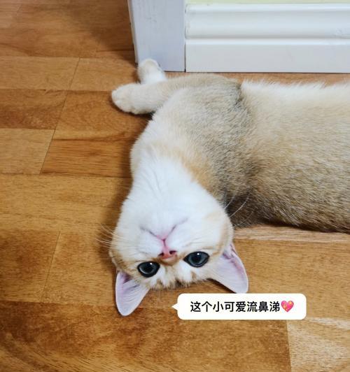 小猫感冒了，打喷嚏怎么回事（探究宠物感冒的症状）