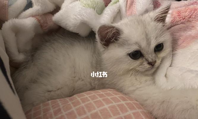 宠物小猫感冒不好怎么办（宠物主人必看）