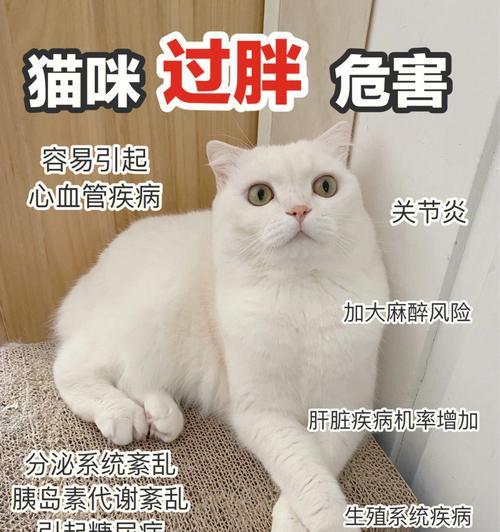 小猫心脏病的防治方法（从宠物爱心出发）