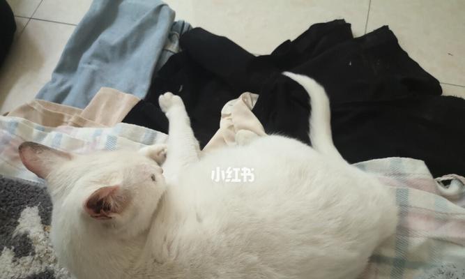 宠物小猫怀孕了，该如何照顾（关于小猫怀孕的注意事项）