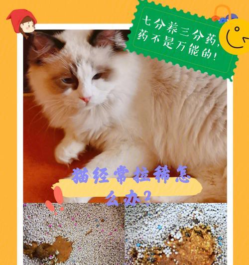 小猫拉肚子该吃什么（为宠物做出正确的饮食选择）