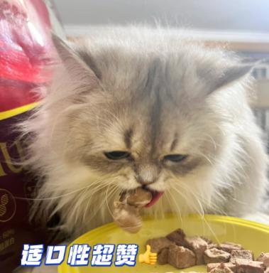 猫咪能否食用牛肉（解密猫咪的饮食秘密）