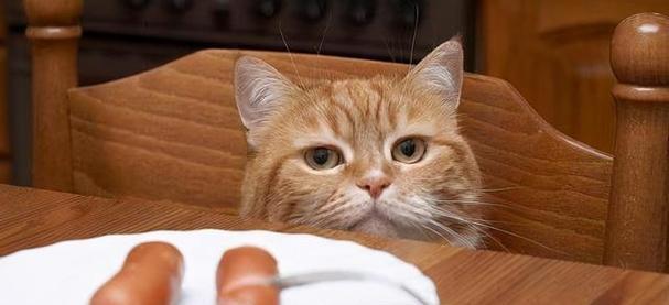 猫咪的饮食（科学解析猫咪饮食中的清油成分）