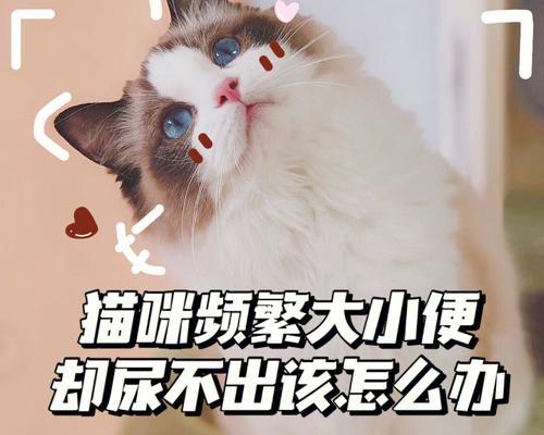 猫咪突然尿不出，你需要知道的救命知识（宠物护理）