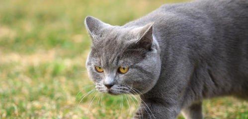 猫咪一岁应该吃什么（全面了解猫咪饮食）