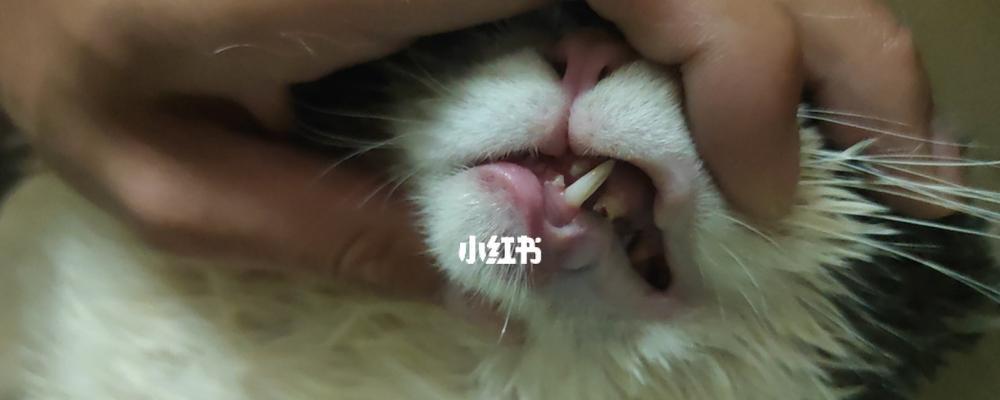 猫咪的牙齿——了解你的宠物口腔健康