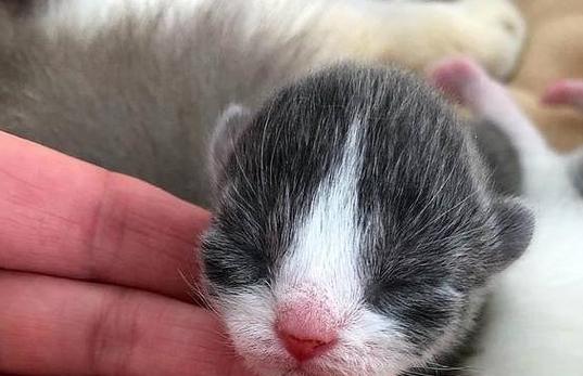 猫咪怀孕了？！——宠物主人必知的繁殖知识