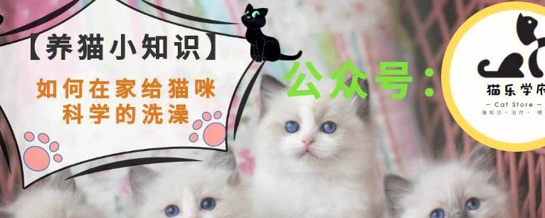 猫咪知识小问答——解锁宠物世界奥秘（了解宠物猫咪）