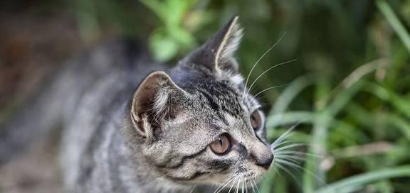 肾衰猫咪该怎么吃（探索合理饮食方案）