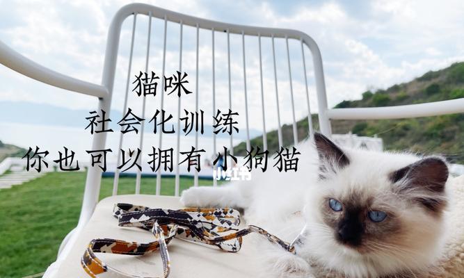 溜猫真的有必要吗（探究溜猫对宠物和主人的影响及其背后的隐忧）