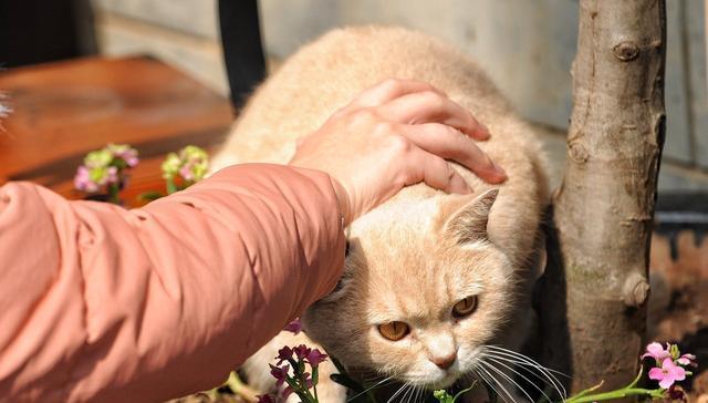 为什么摸猫会痒（探究猫咪皮肤敏感度及人类过敏体质）