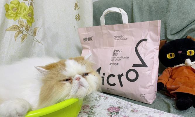 小猫不用猫砂的原因和解决方法（挑剔的小猫选择性失明）